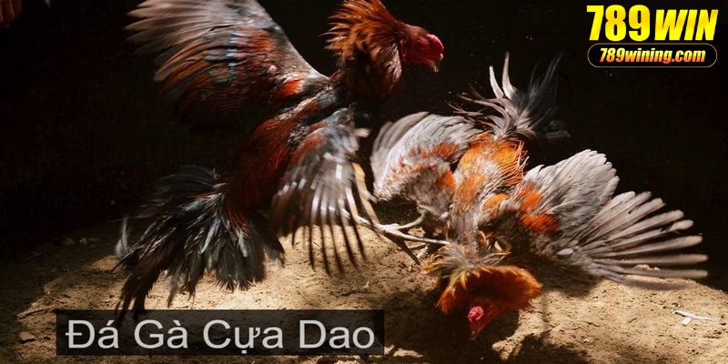 Luật chơi đá gà cựa dao chi tiết